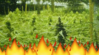 Darwin Bloke Calls Cops After His Dad Angrily Torched His Entire Weed Crop