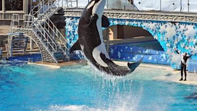 SeaWorld Reports Dismal Attendance Since Announcing The End Of Orca Shows