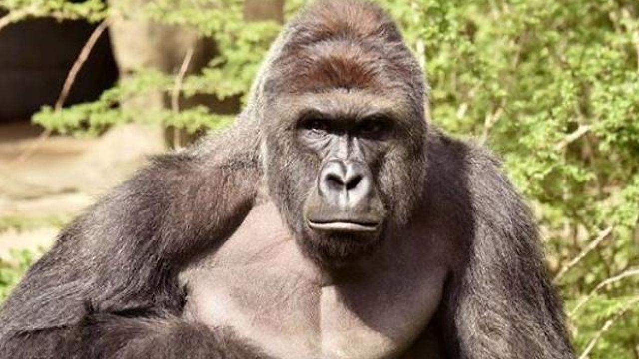 Sign This Goddamned Petition To Get Dublin’s New Baby Ape Named ‘Harambe’