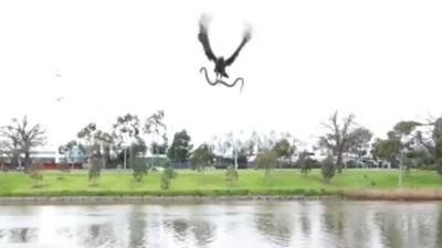 WATCH: A Hawk Pegs A Fkn Snake At A Melbs Family Because Nature Is Borked