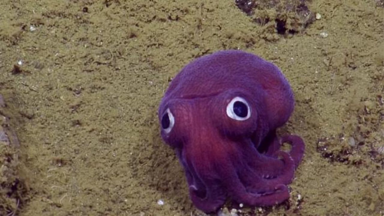 Scientists Found A New Googly-Eyed Squid Pal That’s 20,000 Leagues Of Cute