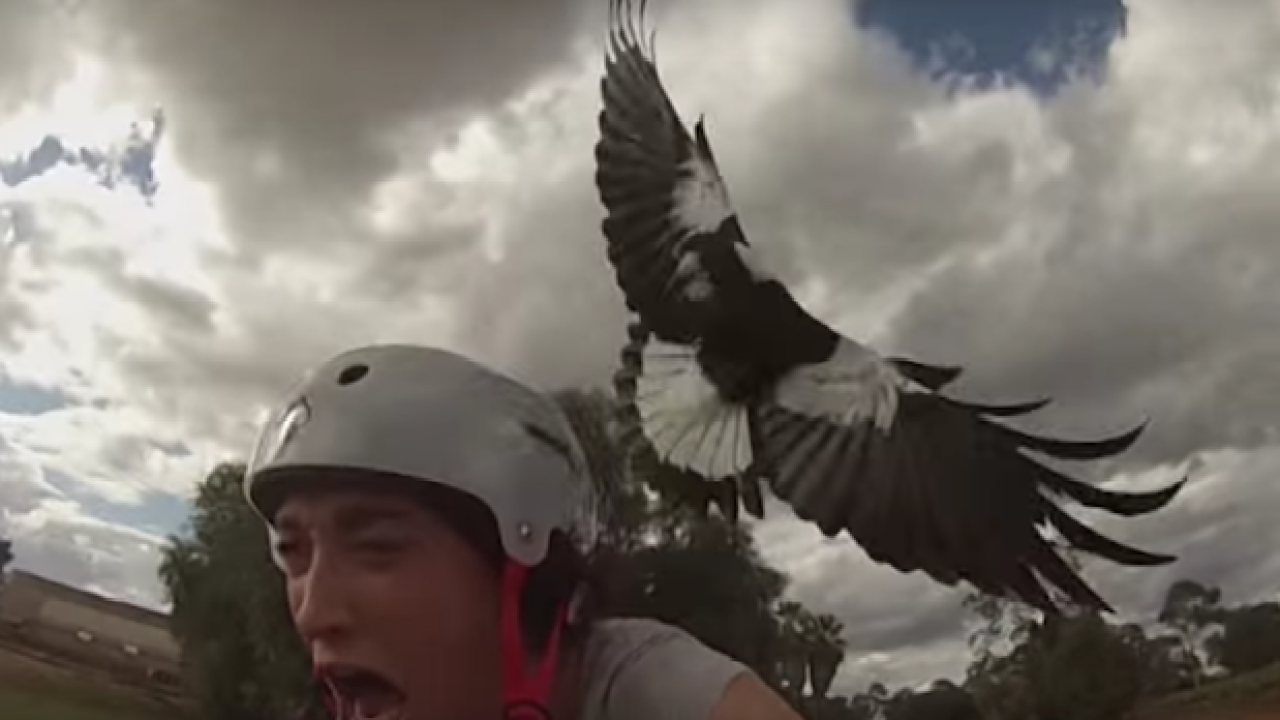 PROTECT YA NECK: Warm Winter Means A Super Hectic Magpie Swooping Season