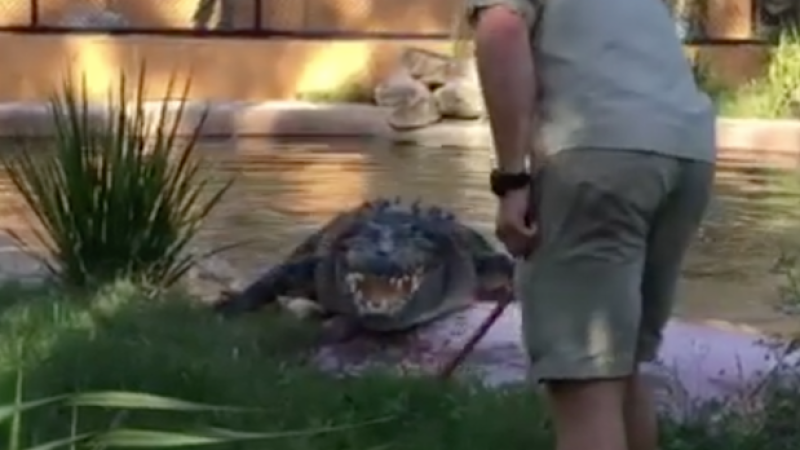 WATCH: Croc At Rocky Zoo Coughs Up Rubbish Thanks To Dickheads Littering