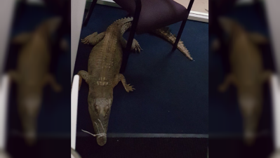 NT Police Search For Boofheads Who Unleashed 3 Crocs In A School Office