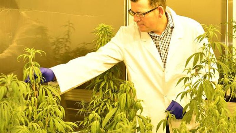 Behold, VIC Premier Daniel Andrews Blazing Through A Glorious Weed Crop