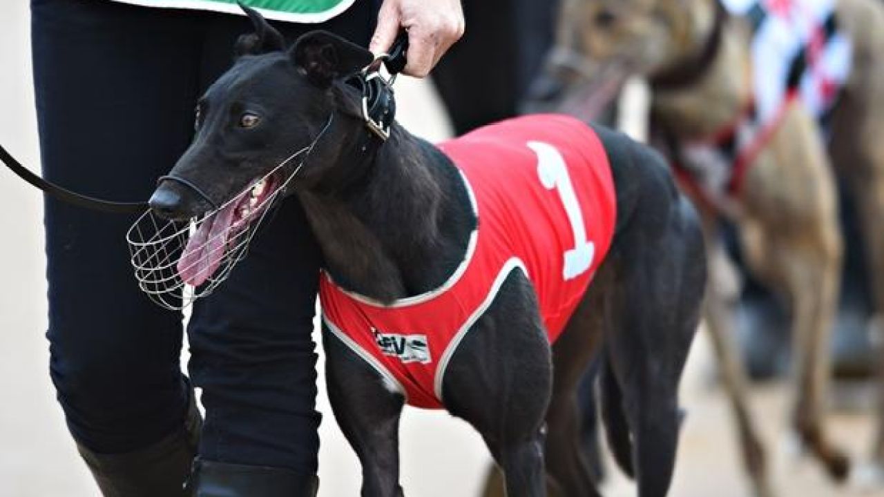 The NSW Greyhound Racing Ban Sailed Easily Through Parliament Last Night
