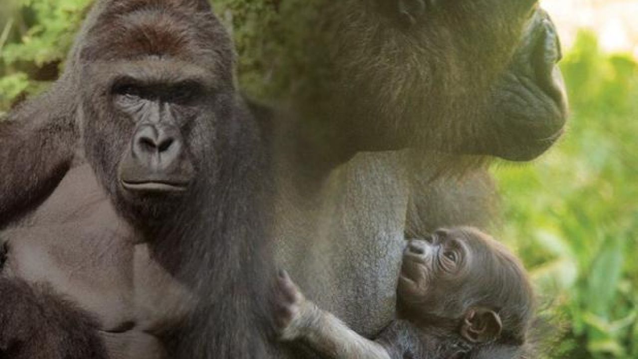 Philly Zoo Holds Contest To Name Baby Gorilla & Yep You Bloody Guessed It