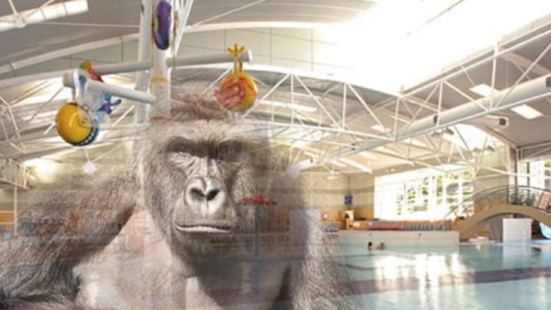 Tassie Aquatic Centre Names Slide “Harambe” And Offers Touching Tribute