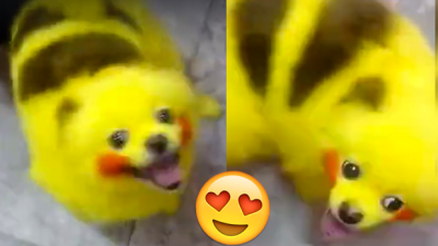 Someone Dyed Their Pupper To Look Like Pikachu & Has Truly Caught ‘Em All