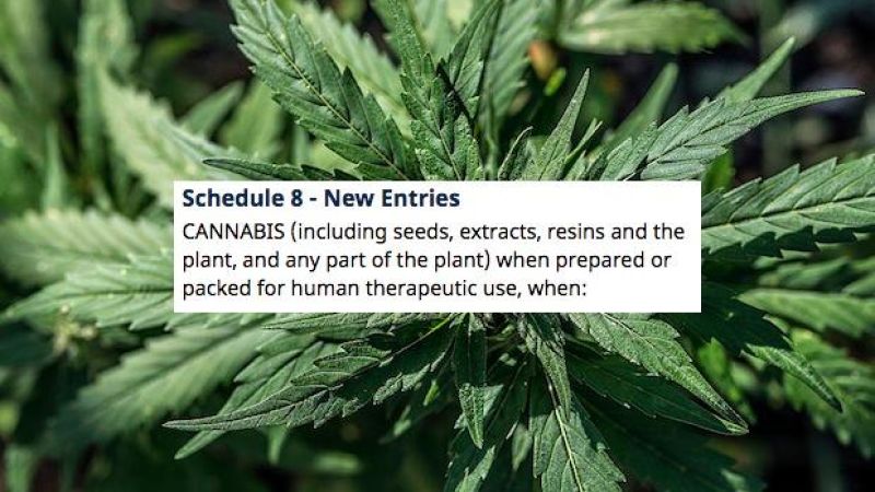 HELL YEAH: Medicinal Cannabis To Be Legalised Nationwide From November