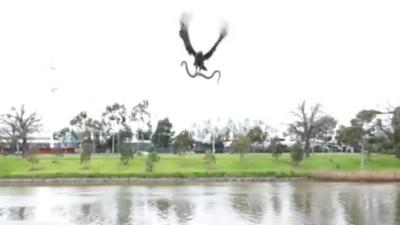 Turns Out That Hawk/Snake Viral Vid Was A Bloody Gee-Up By Hawthorn FC