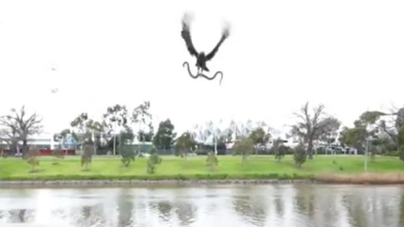 Turns Out That Hawk/Snake Viral Vid Was A Bloody Gee-Up By Hawthorn FC