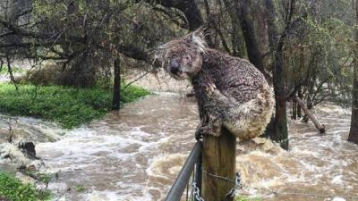 Flooding In Adelaide Was Way Too Much For This Soggy Lil Koala To Bear