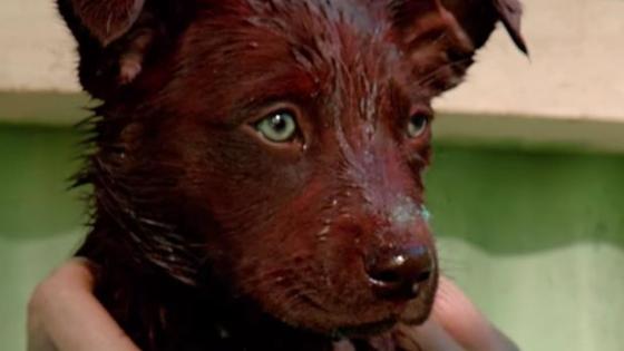 WATCH: The ‘Red Dog: True Blue’ Trailer Is Here & PUPPIES PUPPIES PUPPIES