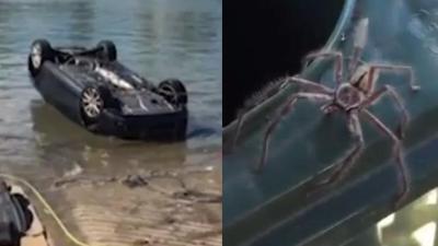 NOPE: Sydney Teen Ditches Car In Water After Spider Leaps Onto Her Lap