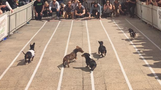 Hundreds Of Stumpy Lil’ Angels Meet For Melbourne’s Annual Dachshund Race