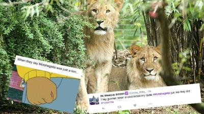 A Zoo Lion In Germany Was Shot To Death & Oh God No, Here We Go Again