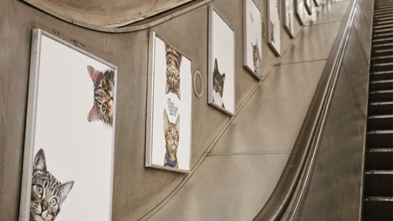 Folks In The UK Are Swapping Tube Stations Ads For Kitty Pics, Because Cats
