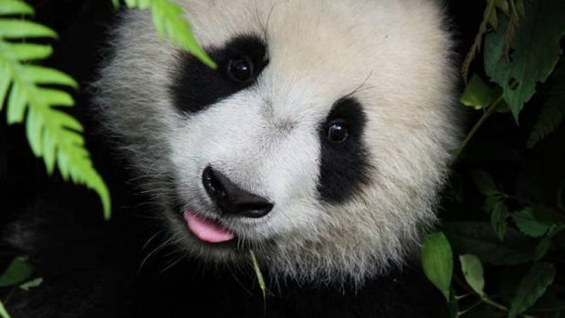 Giant Panda No Longer An Endangered Species, Free To Be Kawaii 5eva