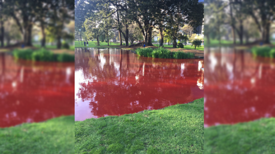 Some Joker Spiked This Melb Lake With Dye & It Looks Like A Bloody Mess
