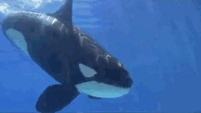 YIEW: California Outlaws All Orca Breeding & Performance W/ Watershed Bill