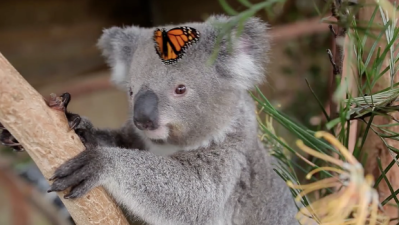 WATCH: This Koala X Butterfly Bromance Is Some Straight-Up Disney Shit