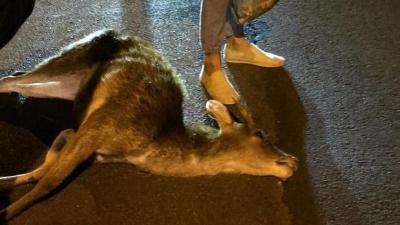 Cops Are Bewildered After Someone Managed To Run Over A Fkn Deer Near Bondi