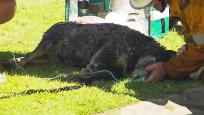 QLD Firefighters Perform CPR On A Poor Doggo & Bring Him Back To Life