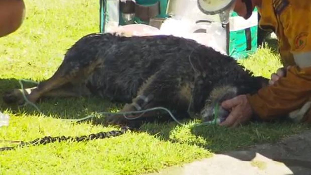 QLD Firefighters Perform CPR On A Poor Doggo & Bring Him Back To Life