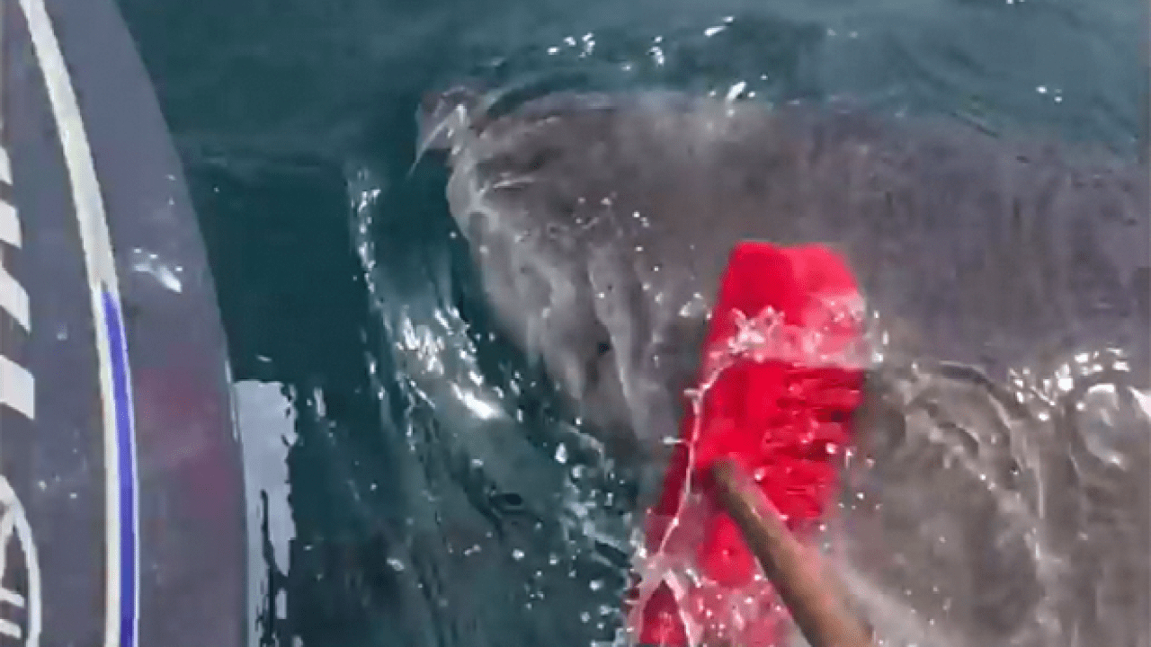 Standing Ovation For This Legend Who Shooed A 5m Shark Away W/ A Broom