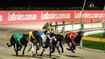 Greyhound Races Are Being Named After Anti-Ban Babblers Like Miranda Devine