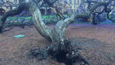 VALE: Sydney Uni’s Beloved Jacaranda Tree Bit The Dust Overnight
