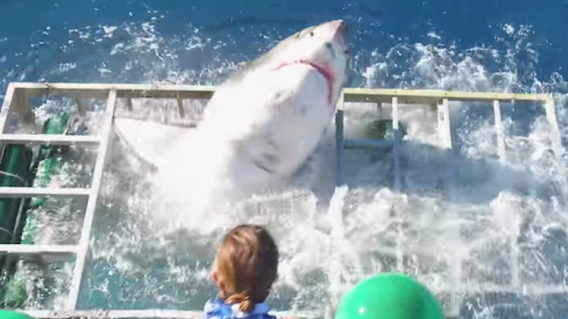 WATCH: Dude In Rekt Shark Cage Gives Interview Confirming Balls Of Steel