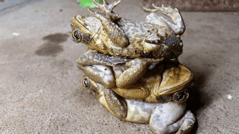 WATCH: Oi QLD, Learn The 3-Toad Stack To Stay Entertained During The Storm