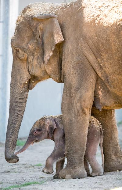 Dubbo Zoo Has Welcomed A Precious Bebby Elephant & He’s Perfect
