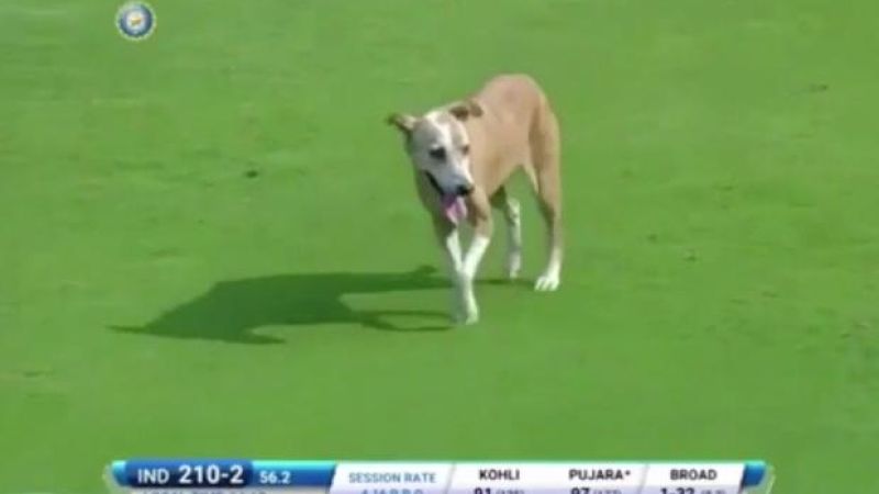 WATCH: Streaker Pooch Stops Play During An England / India Cricket Test