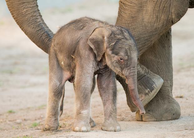 Dubbo Zoo Has Welcomed A Precious Bebby Elephant & He’s Perfect