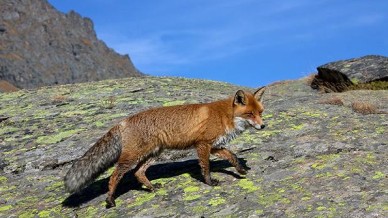 Tassie Spent $50M Fighting A Fox Problem That Might Be One Giant Hoax