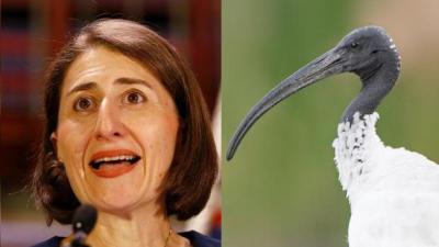 Gladys Berejiklian Fucks Up Early, Voices Support For The Filthy Bin Chook