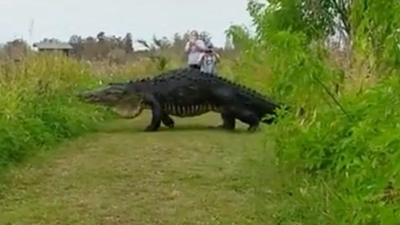 WATCH: This Enormous Goddamn Alligator Has Gotta Be Fake, Right? Right?