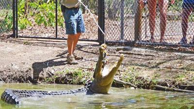 Very Skinny QLD Croc Is So Hungry For Chooks That Handlers Need Donations