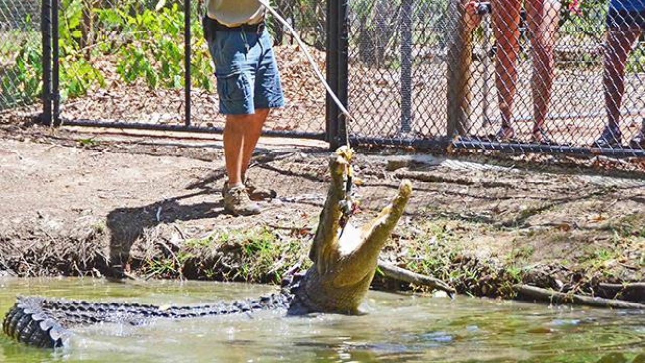 Very Skinny QLD Croc Is So Hungry For Chooks That Handlers Need Donations