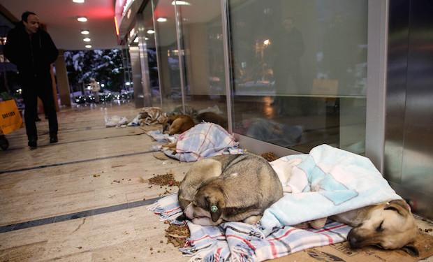 Turkish Shop Owners Are Letting Stray Dogs Sleep Inside During Cold Snap