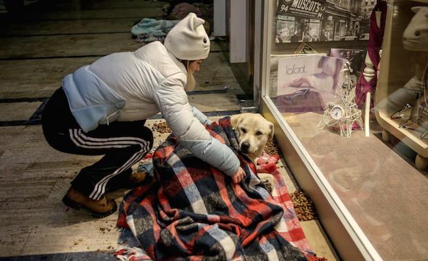 Turkish Shop Owners Are Letting Stray Dogs Sleep Inside During Cold Snap