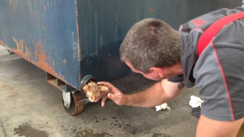 Firies In Melbourne Saved A Wee Little Kitty From A Fearsome Dumpster