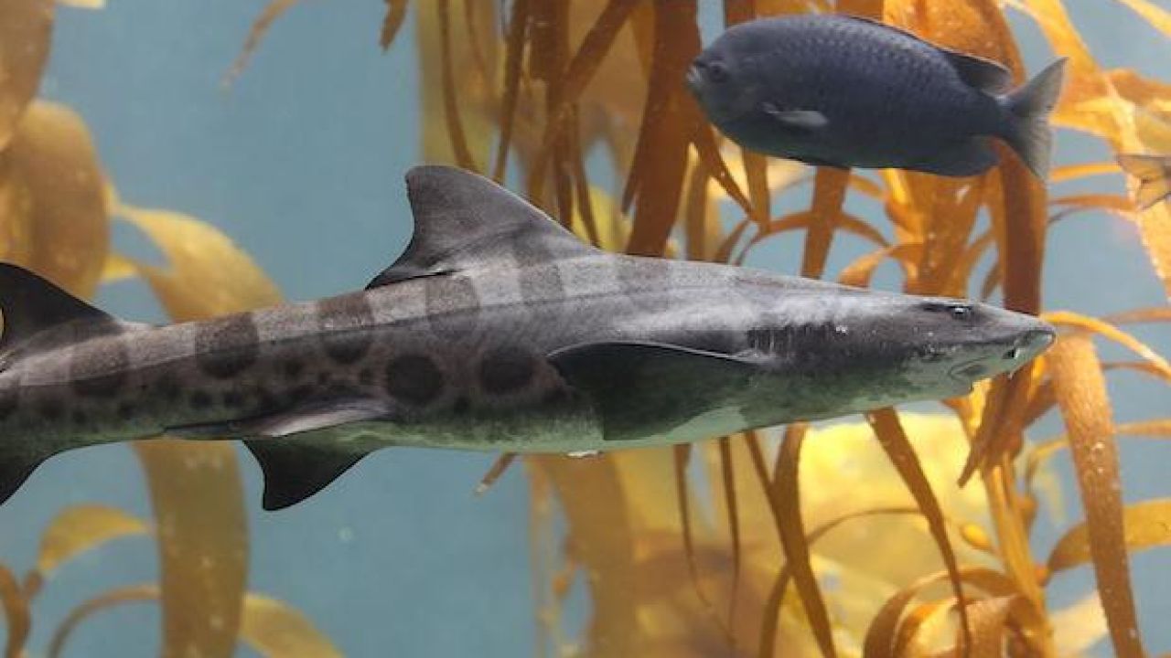 Researchers Shocked After QLD Leopard Shark Reproduces Asexually