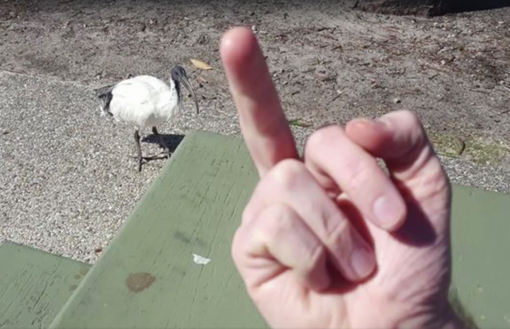 WATCH: Our Bin-Loving Friend The Ibis Finally Gets The Anthem It Deserves