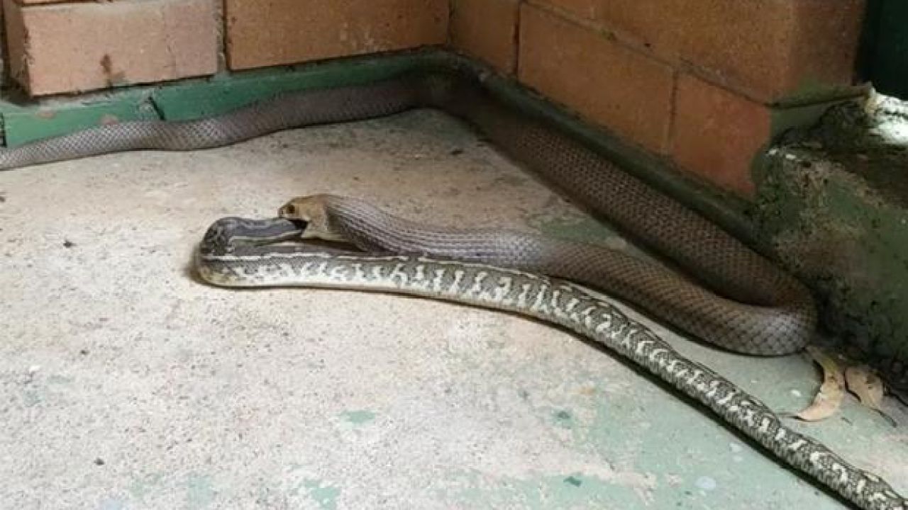 WATCH: Australia’s Snakes Have Turned On Each Other & Clearly We Are Next