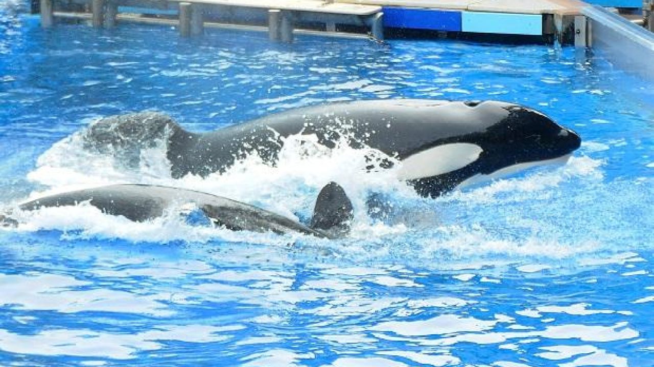 Tilikum, The ‘Blackfish’ Orca Who Killed His Trainer, Has Died In Florida