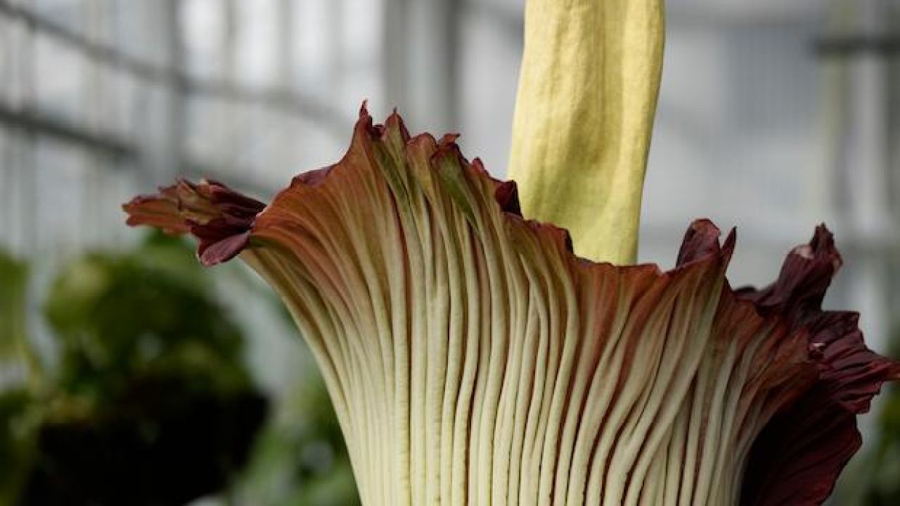 Adelaide Thrilled As Giant Flower That Smells Like Rotting Meat Blooms